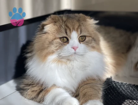 Scottish Fold Dişi Kedime Eş Arıyorum