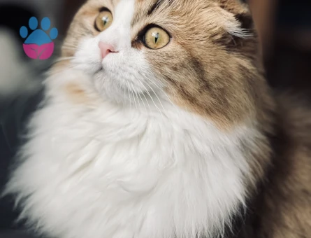 Scottish Fold Dişi Kedime Eş Arıyorum