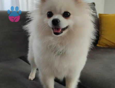 Poomerian kızıma eş arıyorum