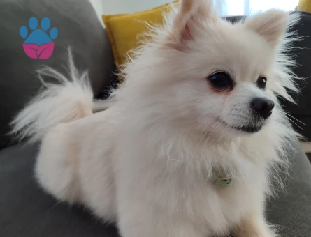 Poomerian kızıma eş arıyorum