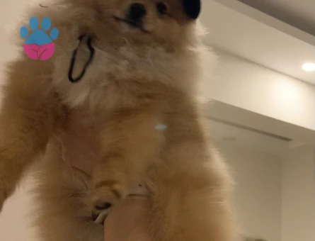 Oglumuza pomerian disi es ariyoruz