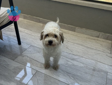 Maya kızıma eş arıyorum