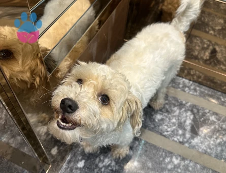 Maya kızıma eş arıyorum