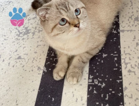 Scottish Fold Kızımıza eş arıyoruz