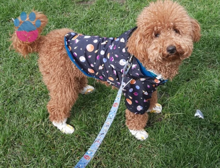 Kızımız için damat adayı poddle arıyoruz