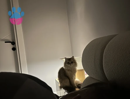 golden british kızıma eş arıyoruz