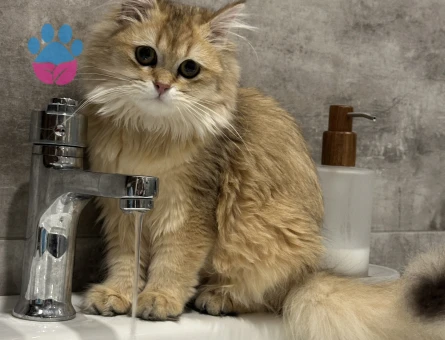 golden british kızıma eş arıyoruz