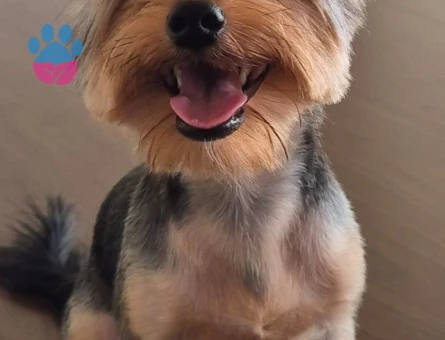 Can'ımız Oğlumuz Koko'ya Eş Arıyoruz