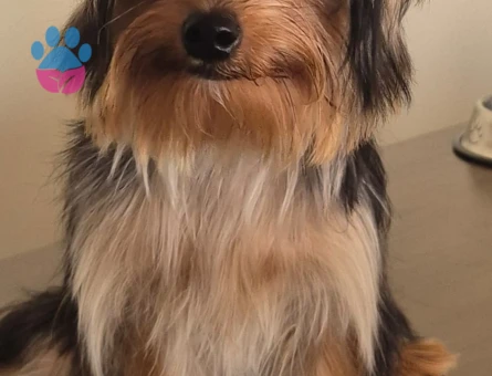 Can'ımız Oğlumuz Koko'ya Eş Arıyoruz