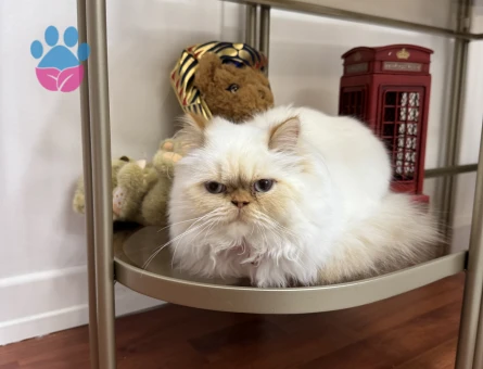 Beyaz İran kedim için çiftleşecek erkek İran kedisi arıyorum