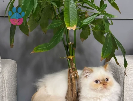 Beyaz İran kedim için çiftleşecek erkek İran kedisi arıyorum