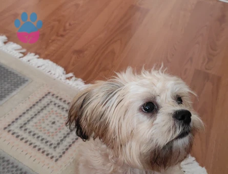 Eş arıyoruz kizimiza