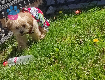 Eş arıyoruz kizimiza