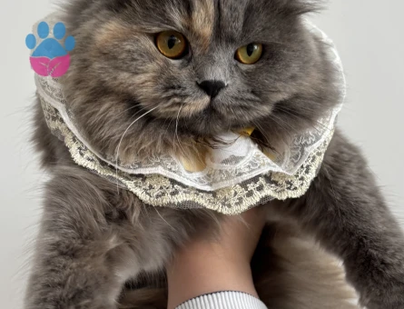 1 Yaşında British Longhair Kedim Eş Arıyor