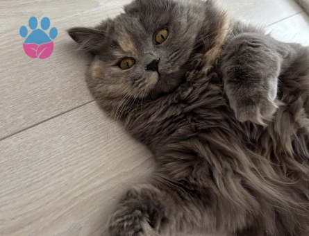1 Yaşında British Longhair Kedim Eş Arıyor