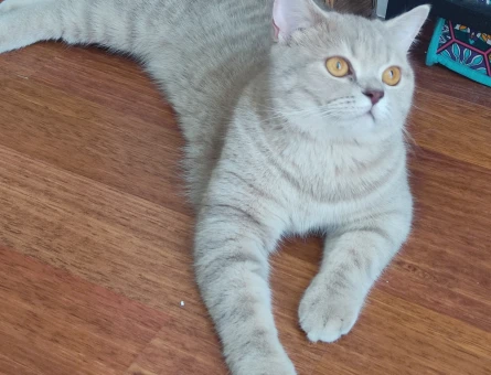 British Shorthair Badem kızıma eş arıyoruz - 118984319