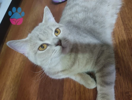 British Shorthair Badem kızıma eş arıyoruz