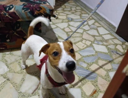 Jack Russell erkek 2.5 yaşında dişi arıyoruz - 118984320