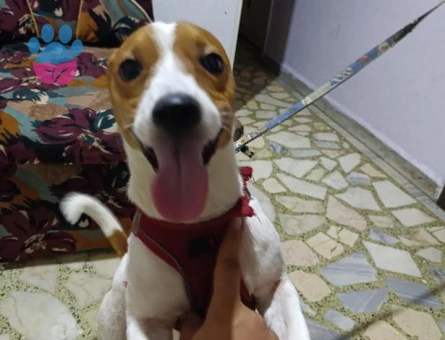 Jack Russell erkek 2.5 yaşında dişi arıyoruz