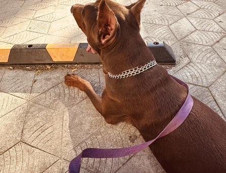 Doberman 2 yaşında - 118984322