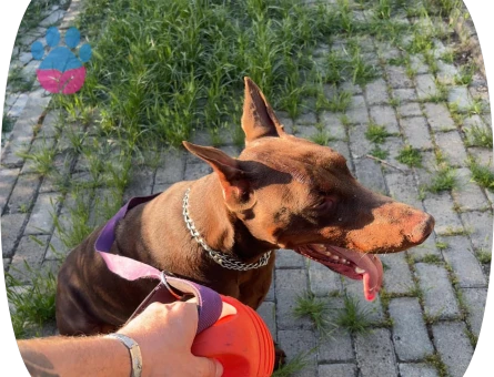 Doberman 2 yaşında