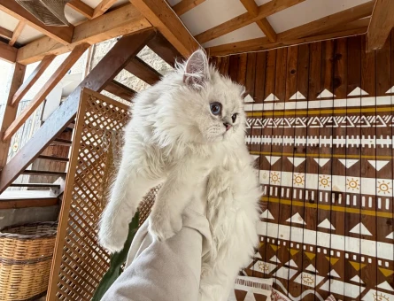 British Longhair 1 Yaşında Eş Arıyor - 118984325