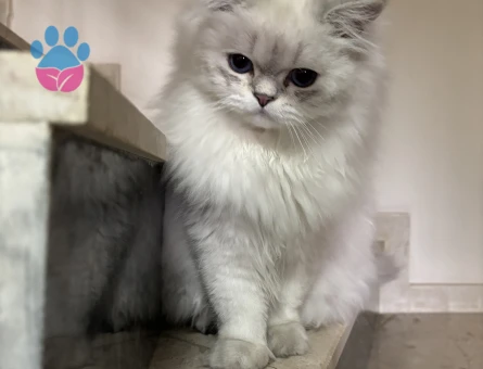 British Longhair 1 Yaşında Eş Arıyor