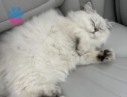 British Longhair 1 Yaşında Eş Arıyor