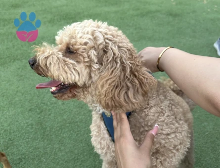 Köpeğimiz Berlin'e eş adayı arıyoruz - 118984326