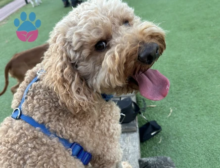 Köpeğimiz Berlin'e eş adayı arıyoruz