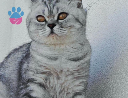 British Shorthair 1 Yaşında Eş Arıyor