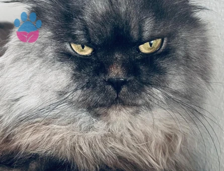 British Longhair Duman Eş Arıyor 3 Yaşında