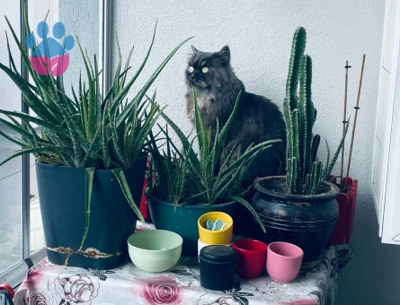 British Longhair Duman Eş Arıyor 3 Yaşında