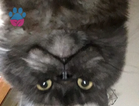 British Longhair Duman Eş Arıyor 3 Yaşında