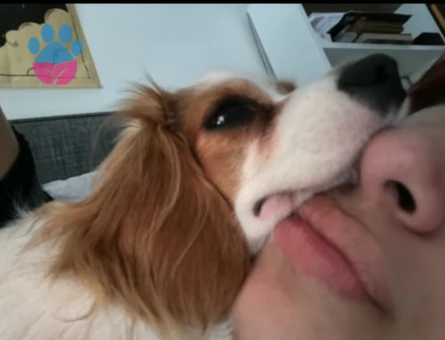 Safkan,Daha önce hiç çiftleşmedi,Ücretsiz Çiftleştirme arıyorum