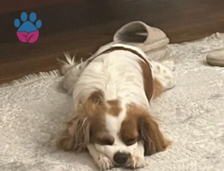 Safkan,Daha önce hiç çiftleşmedi,Ücretsiz Çiftleştirme arıyorum