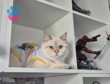 british shorthair blue point