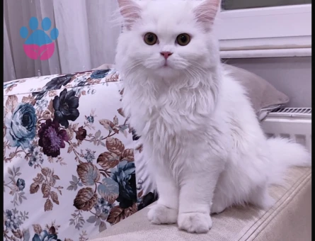 8-9 aylık kedim için erkek aynı cins kedi arıyoruz - 118984615