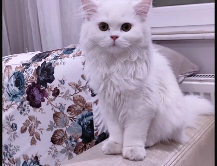 8-9 aylık kedim için erkek aynı cins kedi arıyoruz - 118984615