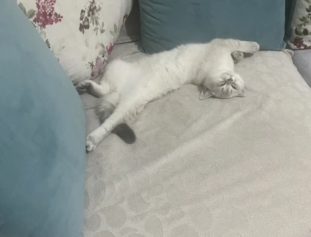 British Shorthair Dişi Kedim Eş Arıyor - 118984618