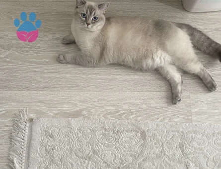 British Shorthair Dişi Kedim Eş Arıyor