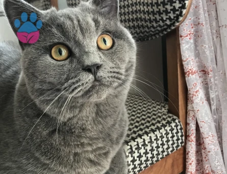 British Shorthair Kedime Dişi eş arıyoruz