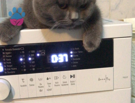 British Shorthair Kedime Dişi eş arıyoruz