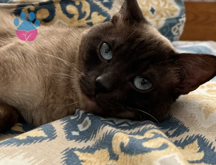 Erkek Siyam Kedime Eş Arıyorum