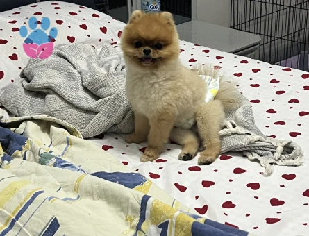 Teacup Pomeranian