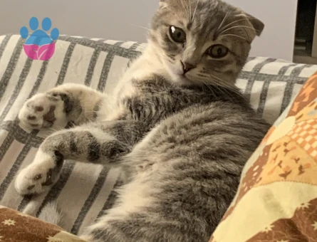 Acill dişi kedime eş arıyorummm