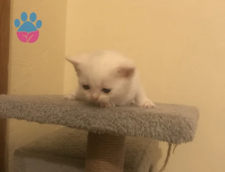 British shorthair Dişi Kedime Eş Arıyorum