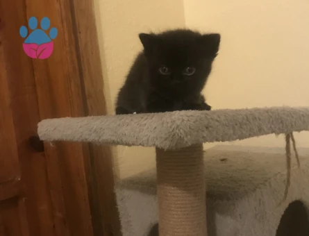 British shorthair Dişi Kedime Eş Arıyorum