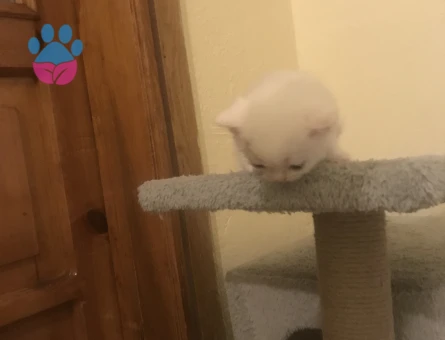 British shorthair Dişi Kedime Eş Arıyorum