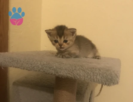 British shorthair Dişi Kedime Eş Arıyorum